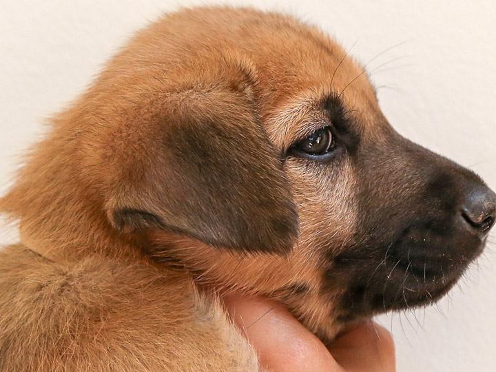 chinook puppy